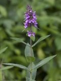 Stachys palustris. Верхушка цветущего растения. Респ. Чувашия, Мариинско-Посадский р-н, окр. дер. Шульгино, заливной луг. 14.07.2015.
