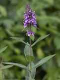 Stachys palustris. Верхушка цветущего растения. Респ. Чувашия, Мариинско-Посадский р-н, окр. дер. Шульгино, заливной луг. 14.07.2015.