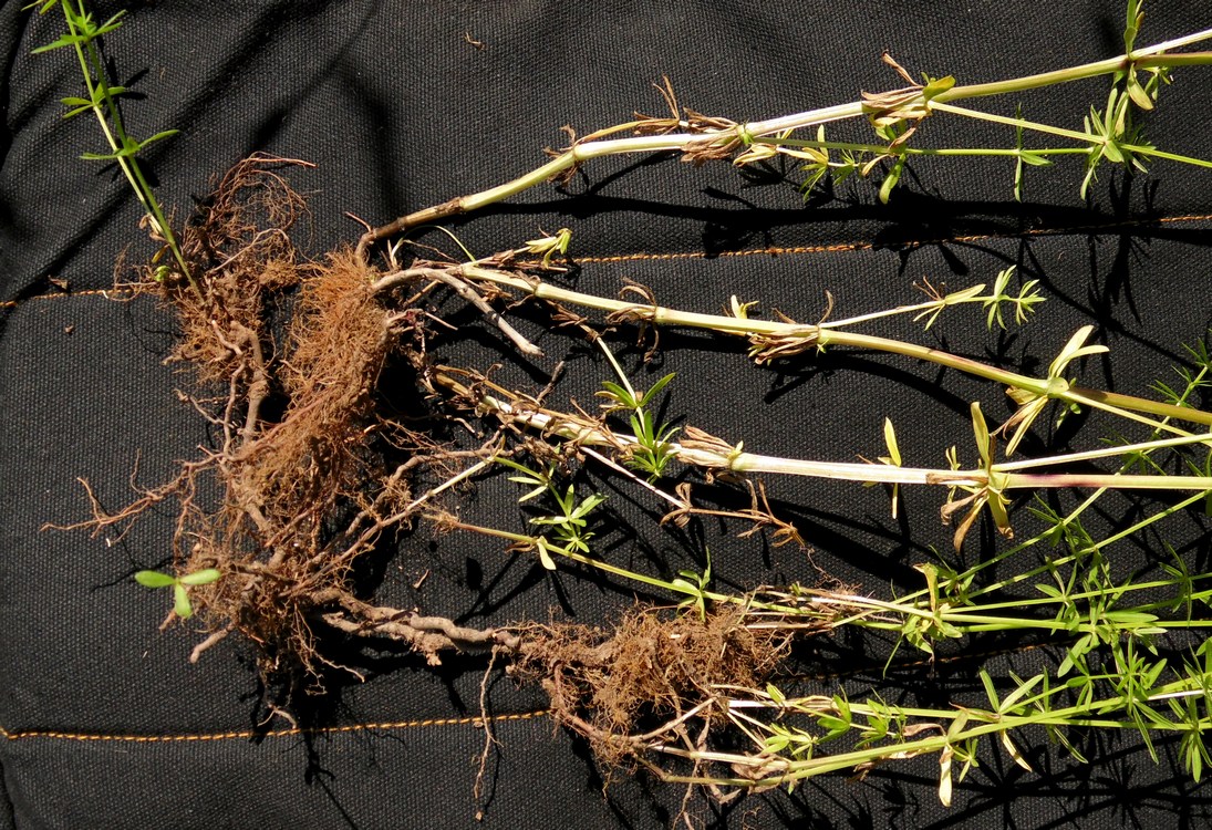 Image of Galium album specimen.