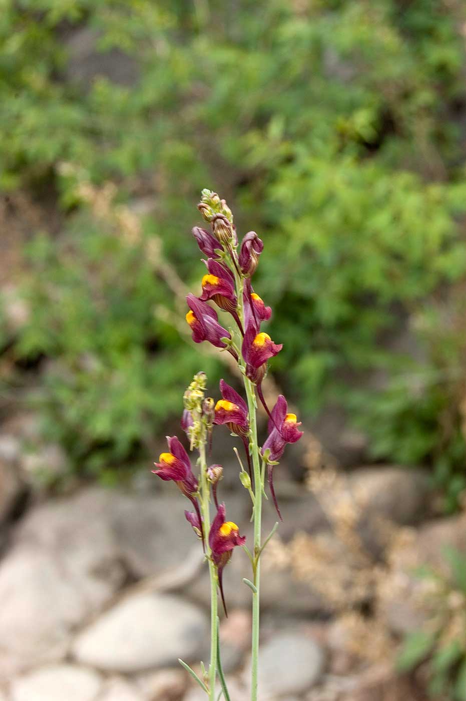 Изображение особи род Linaria.