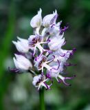 Orchis simia. Соцветие. Крым, Бахчисарайский р-н, на юго-запад от с. Красный Мак, пещерный город, на скалах. 23 апреля 2008 г.