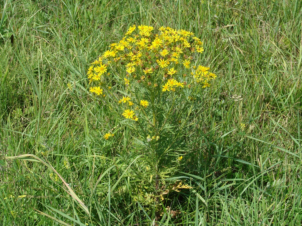 Image of Senecio erucifolius specimen.