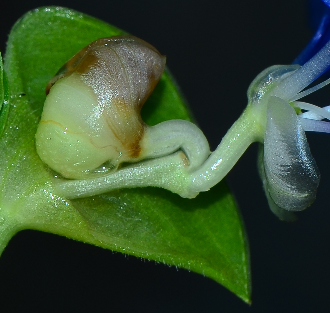 Изображение особи Commelina erecta.