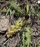 Pedicularis alberti. Плодоносящее растение. Кыргызстан, Нарынская обл., левый берег р. Нарын, долина руч.Бурган-Суу. 11.06.2015.