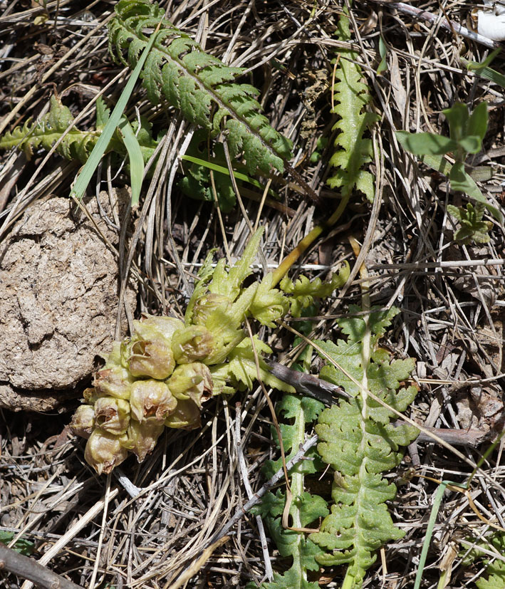 Изображение особи Pedicularis alberti.