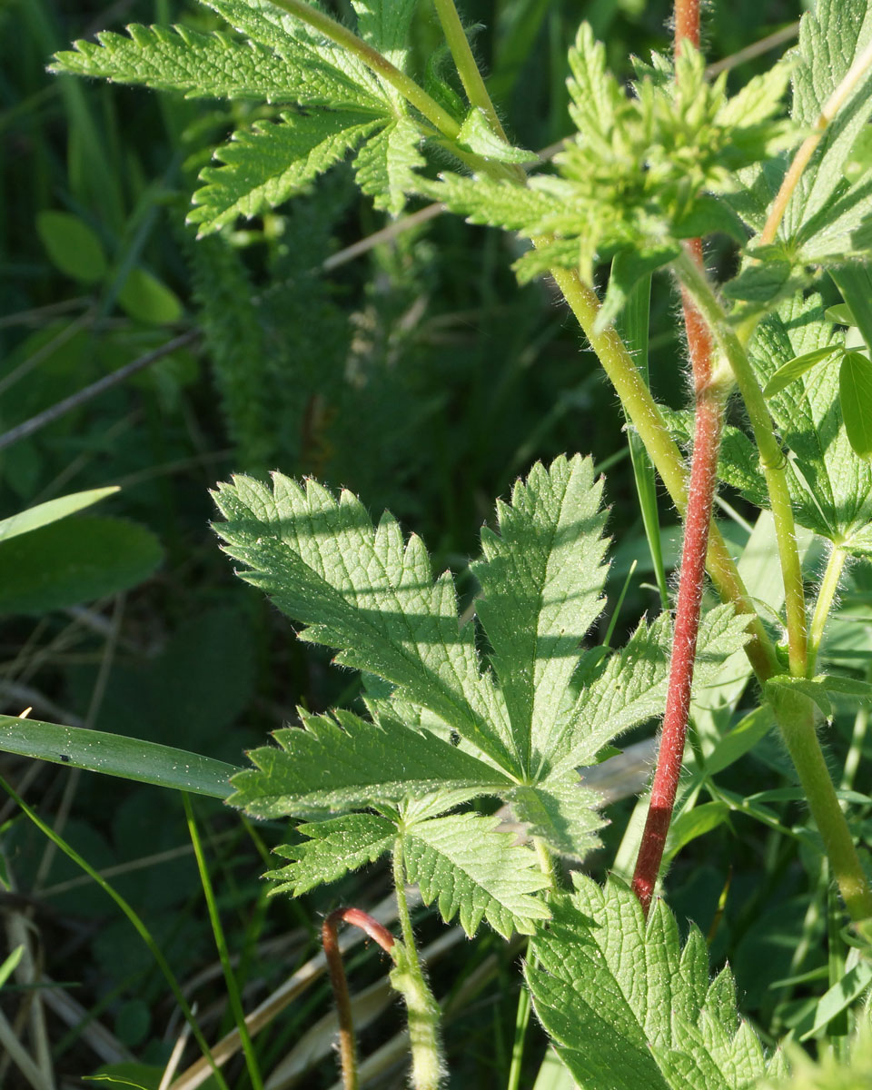 Изображение особи Potentilla recta.