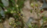 Spergula fallax