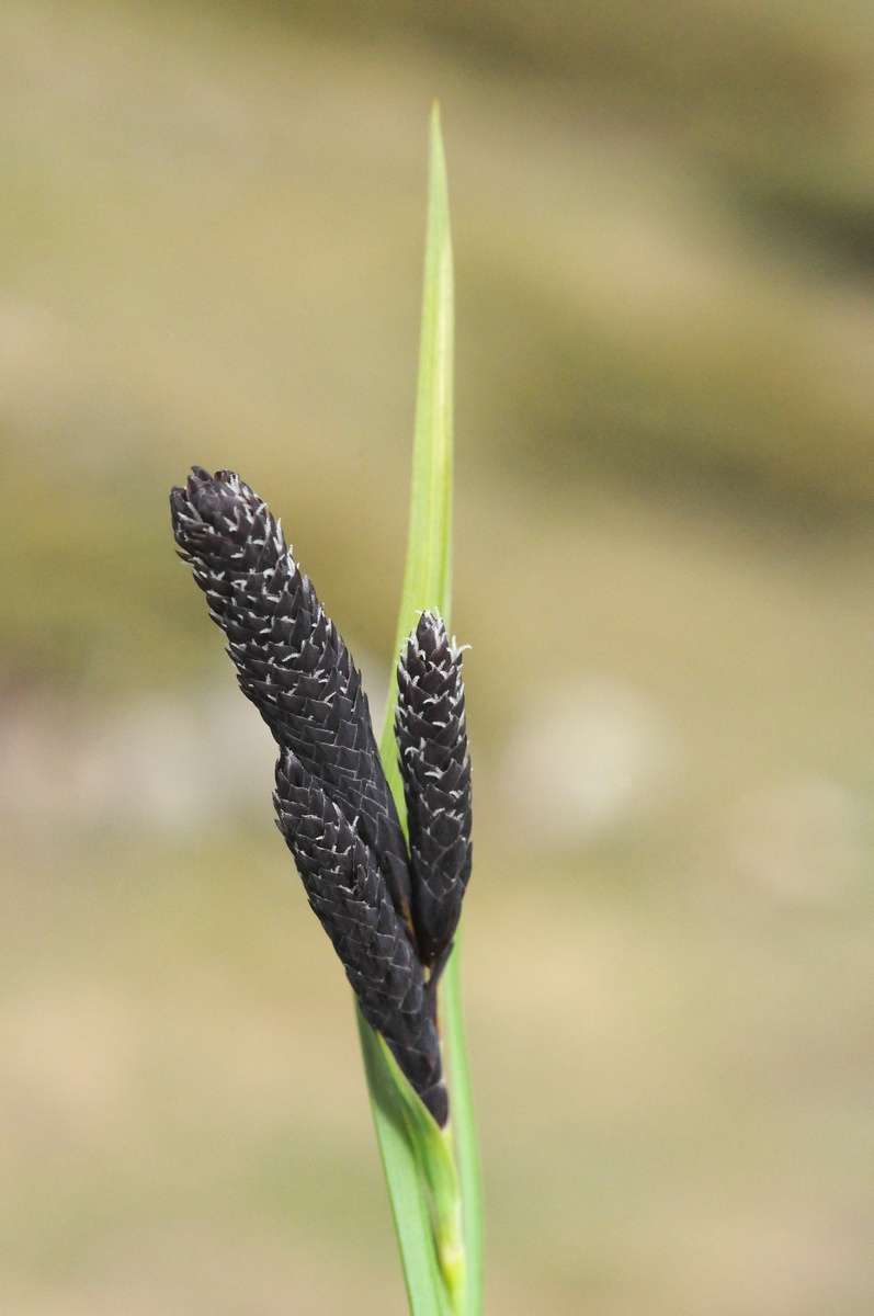 Image of Carex aterrima specimen.