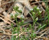 Thesium repens. Верхушки цветущих растений. Иркутская обл., Иркутский р-н, окр. дер. Поливаниха, лес. 01.06.2015.