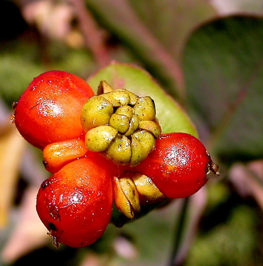 Изображение особи Lonicera etrusca.