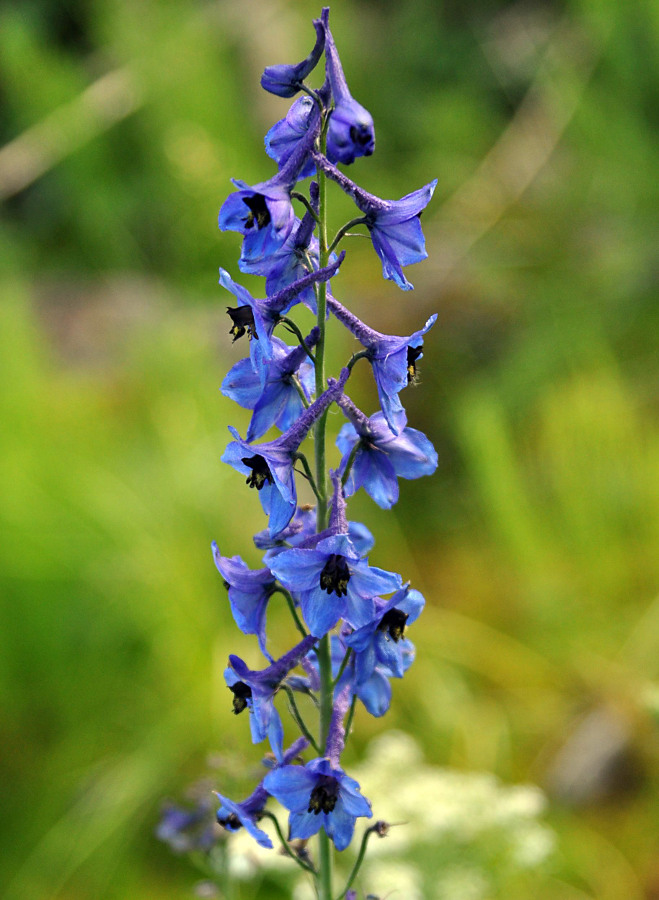 Image of Delphinium elatum specimen.