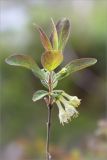 Lonicera baltica. Верхушка побега с соцветиями. Ленинградская обл., Ломоносовский р-н, долина р. Шингарка, берег ручья. 17.05.2015.