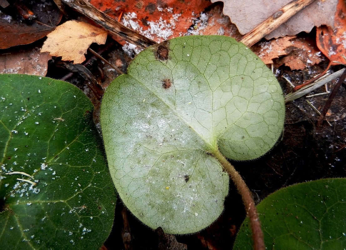 Image of Asarum europaeum specimen.