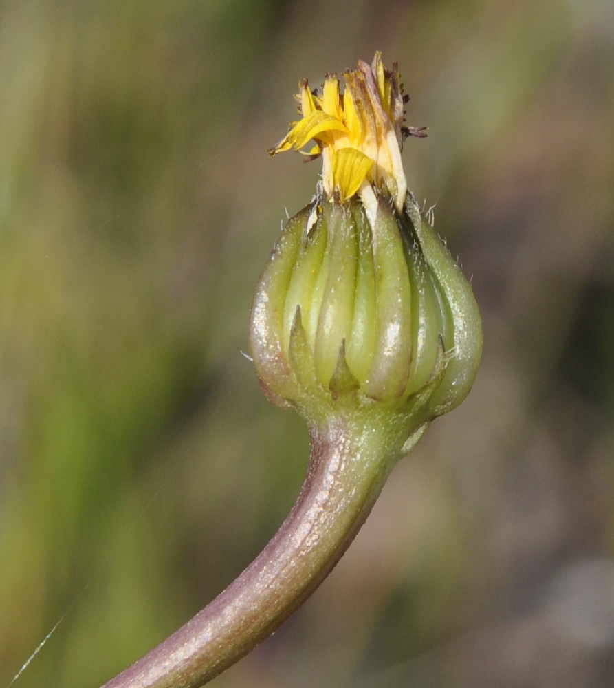 Image of Hedypnois rhagadioloides ssp. tubaeformis specimen.