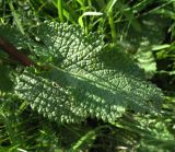 Phlomoides tuberosa. Лист. Белгородская обл., Губкинский р-н, запов. «Белогорье», Ямская степь. 10 июня 2009 г.