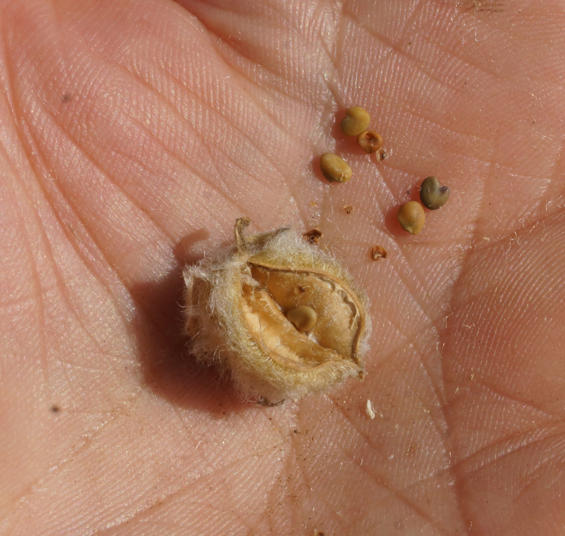 Изображение особи Astragalus testiculatus.