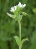 Cerastium glomeratum. Верхушка цветущего и плодоносящего растения. Узбекистан, г. Ташкент, пос. Улугбек, санитарно-защитная зона. 09.04.2016.