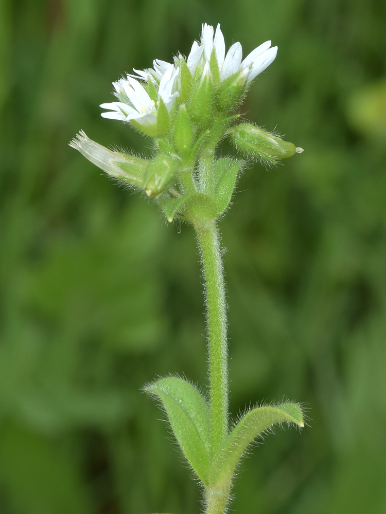 Изображение особи Cerastium glomeratum.