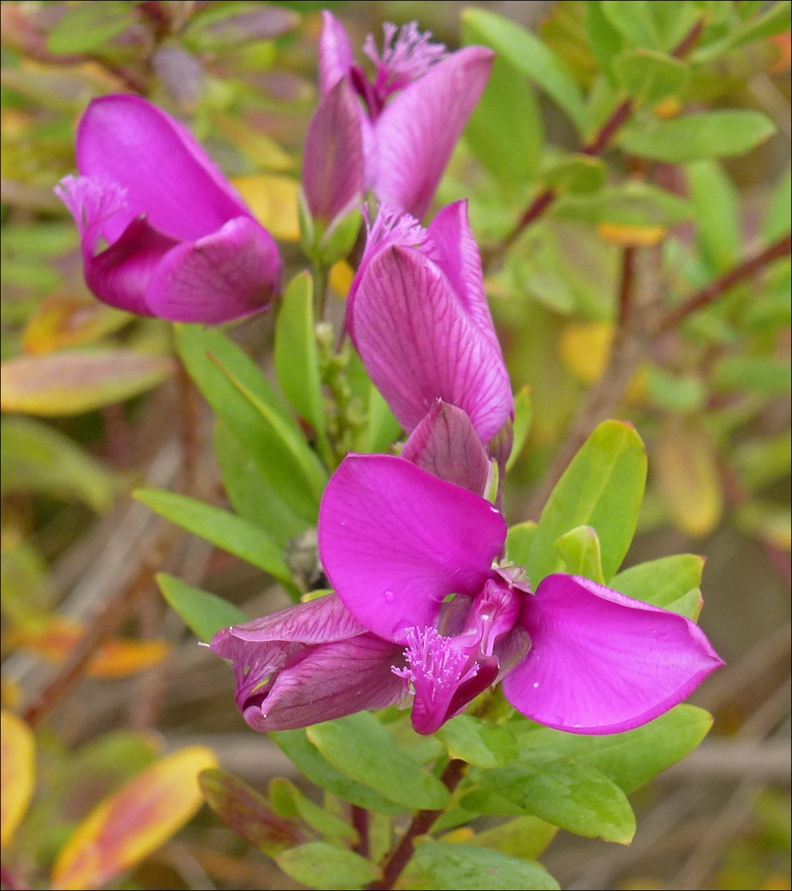 Image of Polygala myrtifolia specimen.