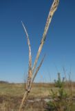 Phleum pratense