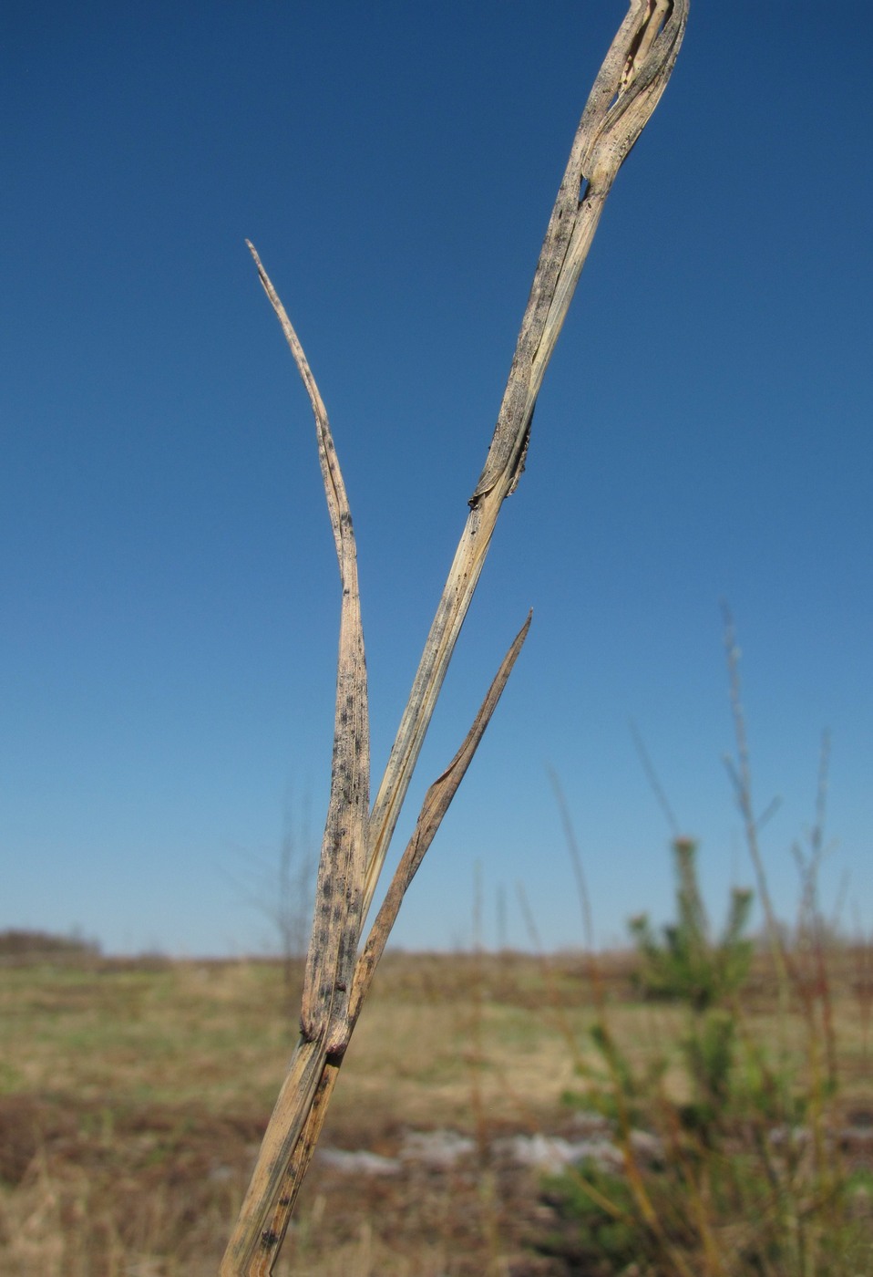 Image of Phleum pratense specimen.