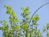 genus Carpinus