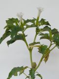 Datura stramonium. Верхушка цветущего и плодоносящего растения. Республика Молдова, пригород Кишинёва. 17 июля 2009 г.