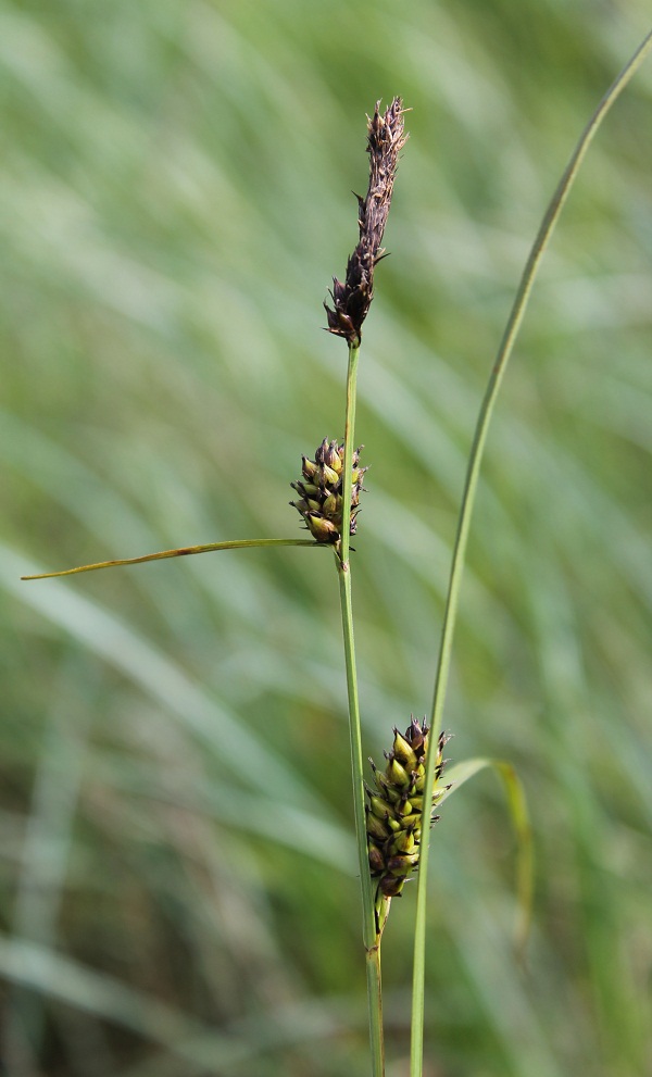 Image of Carex melanostachya specimen.