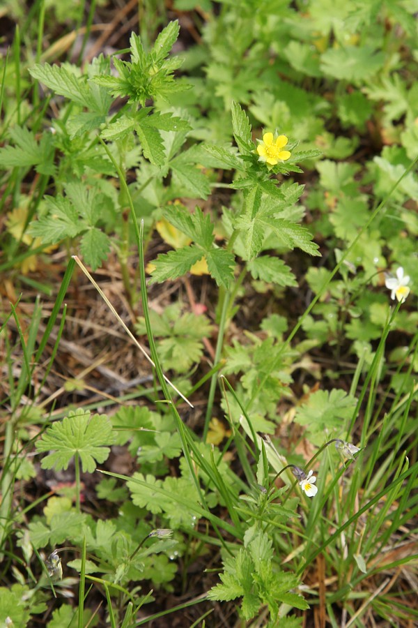 Изображение особи Potentilla norvegica.