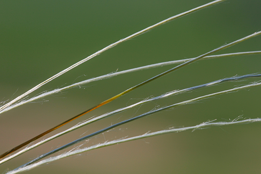 Изображение особи Stipa pennata.