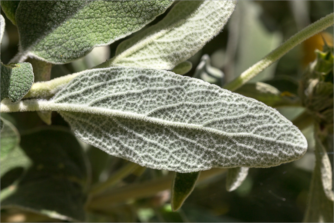 Изображение особи Phlomis fruticosa.