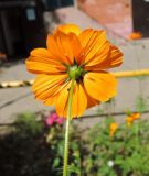 Cosmos sulphureus