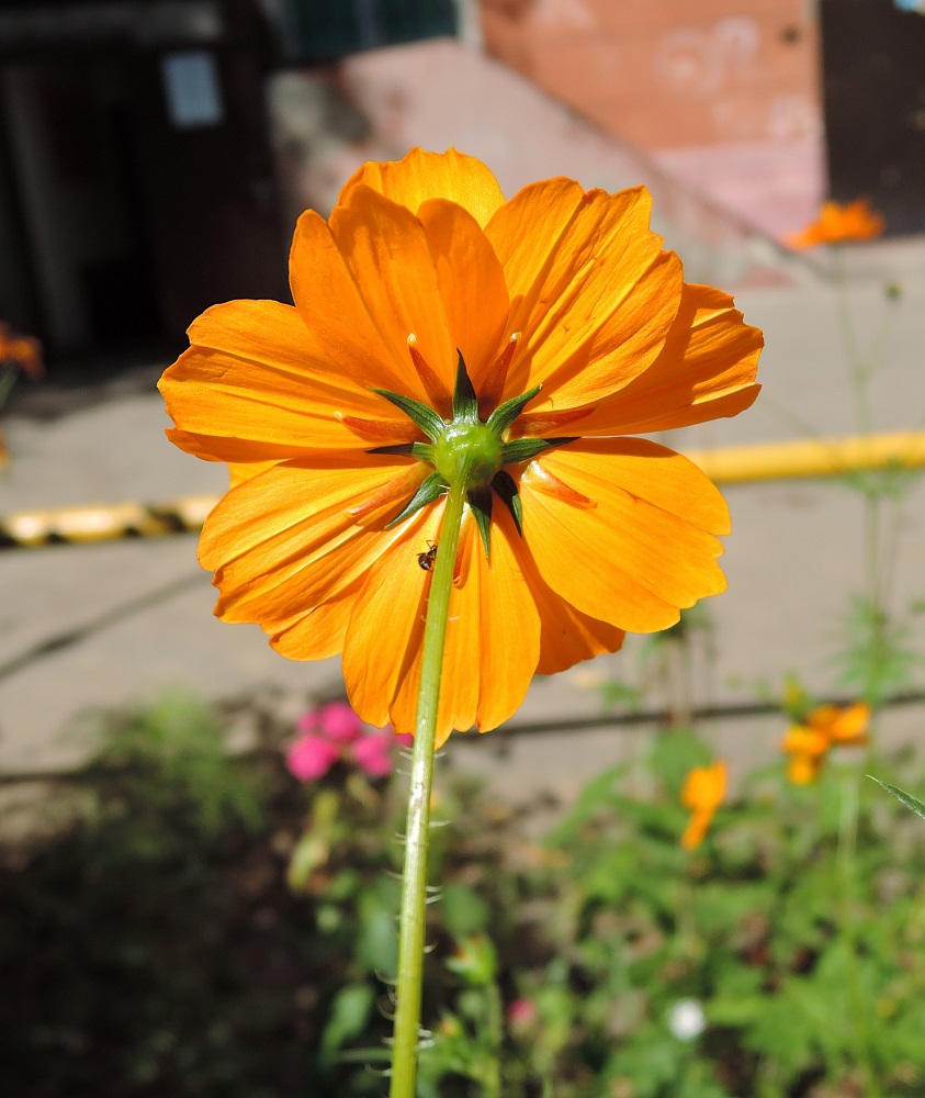 Изображение особи Cosmos sulphureus.