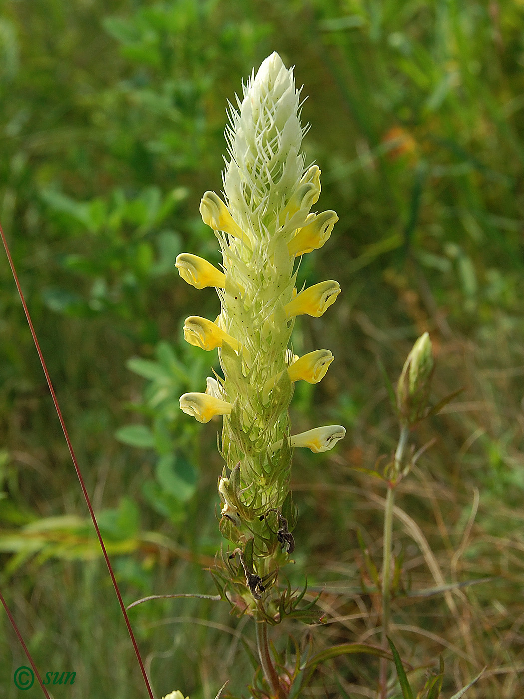 Изображение особи Melampyrum argyrocomum.