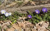 Anemone blanda