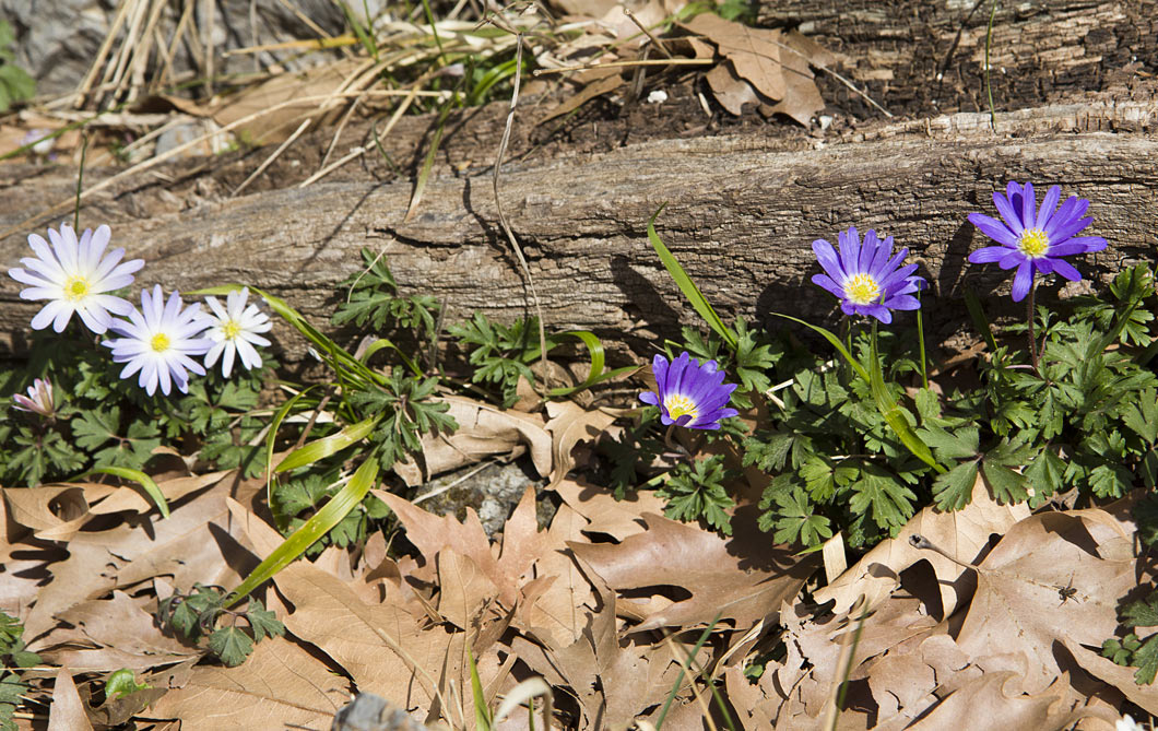 Изображение особи Anemone blanda.