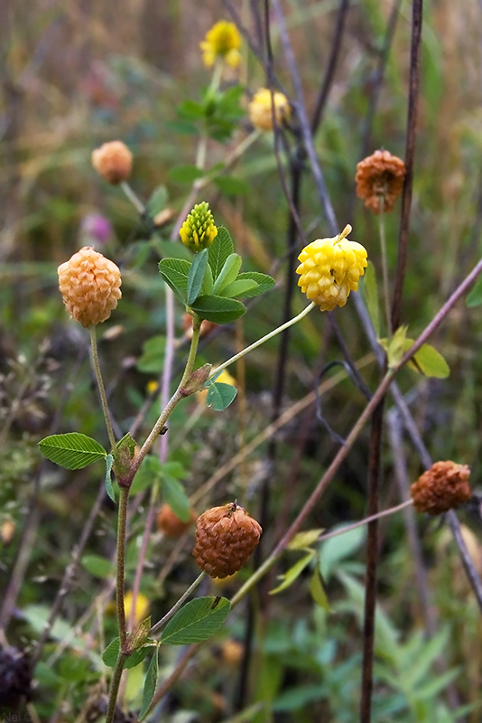 Изображение особи Trifolium aureum.