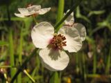 Sagittaria sagittifolia. Цветок. Тамбовская обл., Петровский р-н, окр. с. Покровское, мелководье на пруду. 02.07.2016.