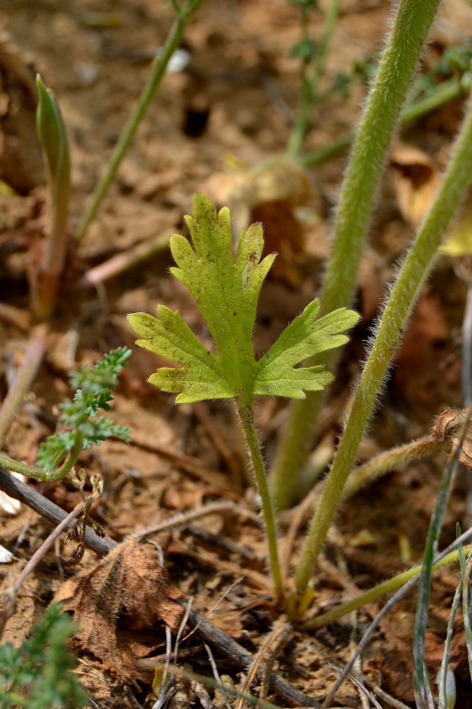 Image of Ranunculus oxyspermus specimen.