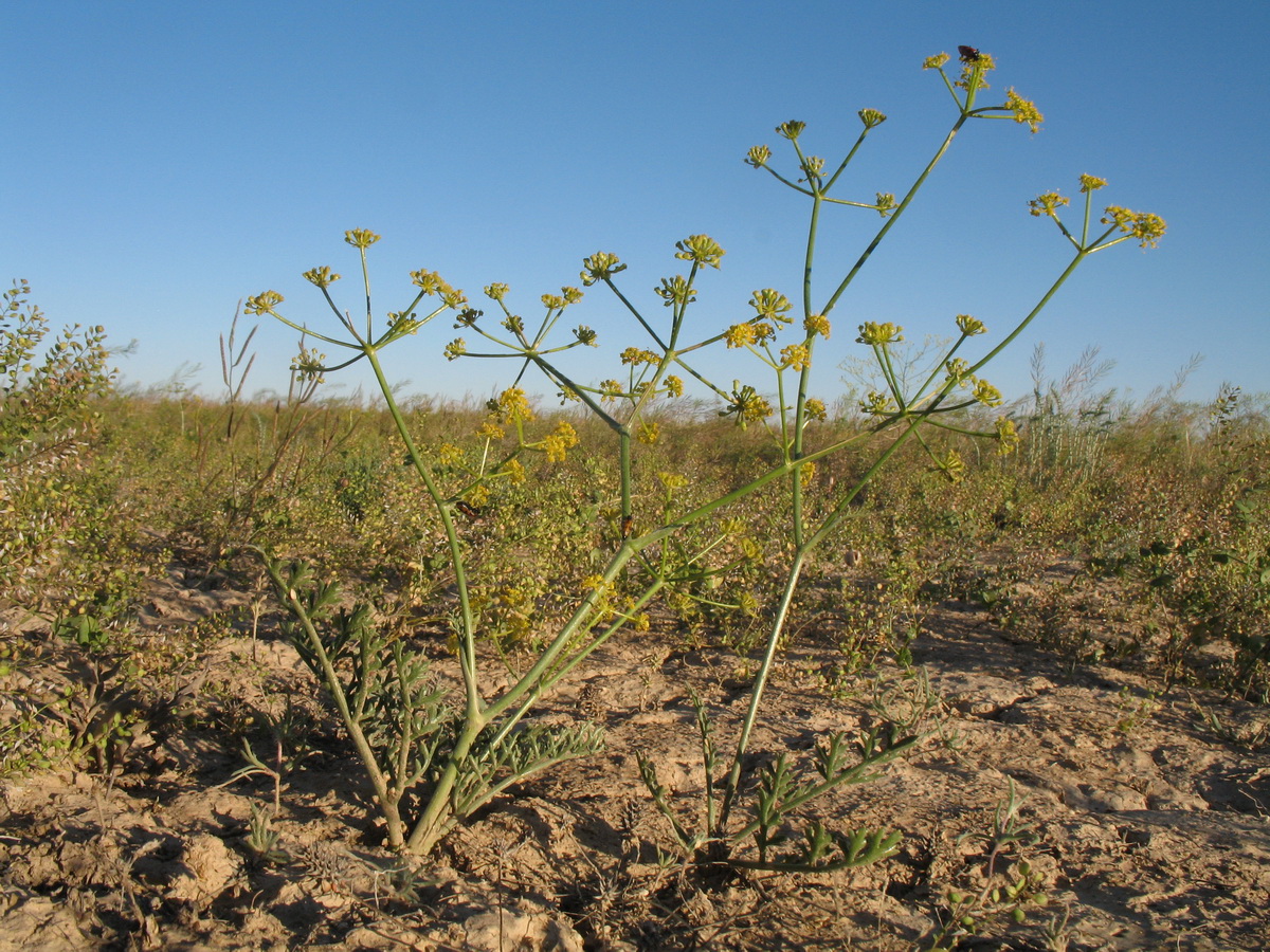 Изображение особи Ferula taucumica.