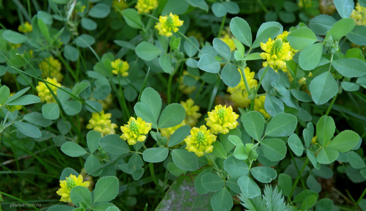 Image of Trifolium campestre specimen.