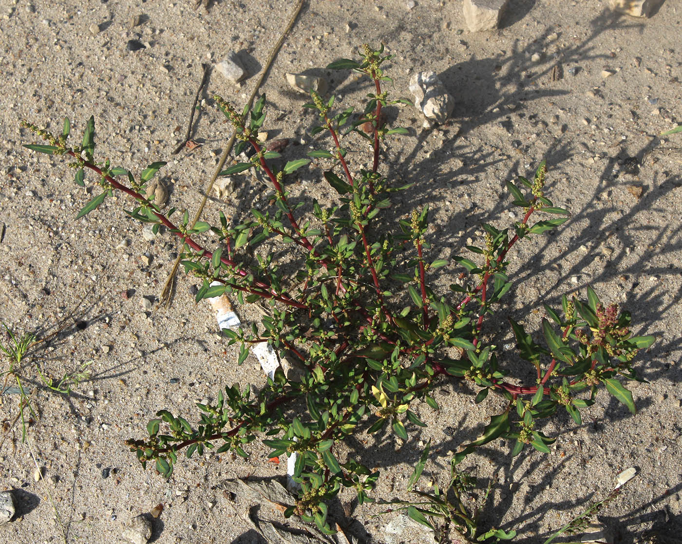 Image of Oxybasis glauca specimen.