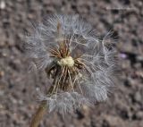 Taraxacum distantilobum