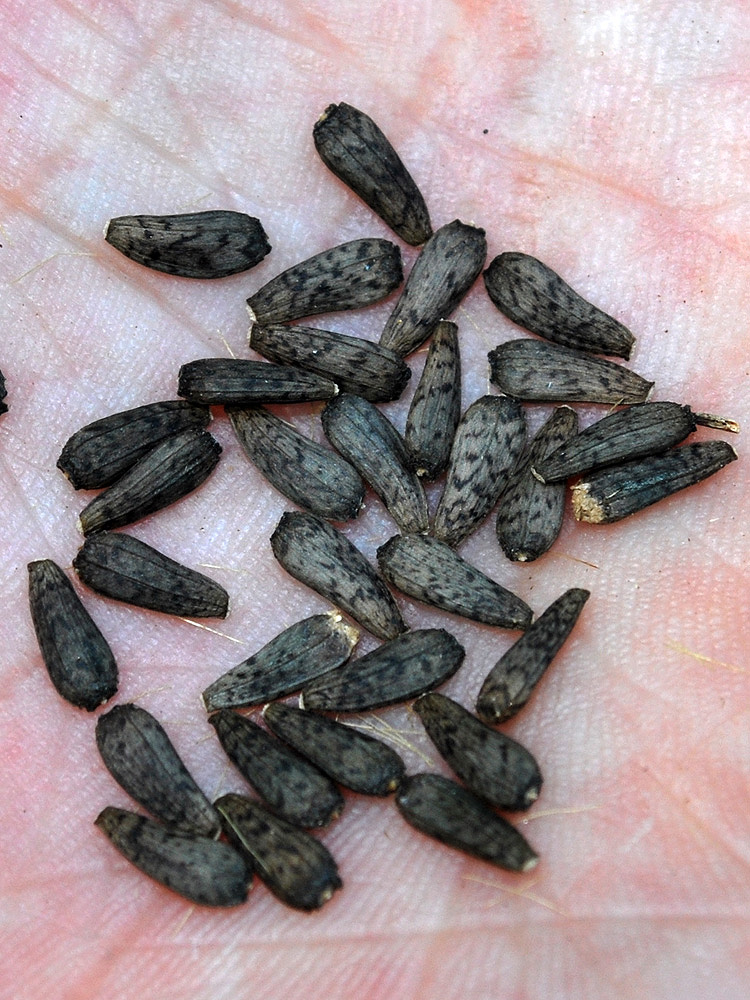 Image of Arctium leiospermum specimen.