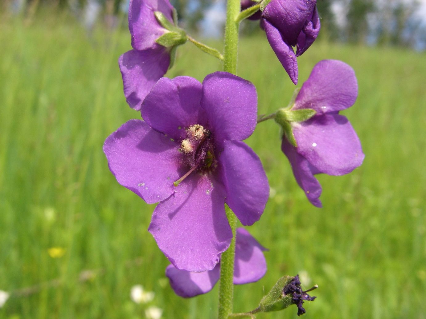 Image of Verbascum phoeniceum specimen.