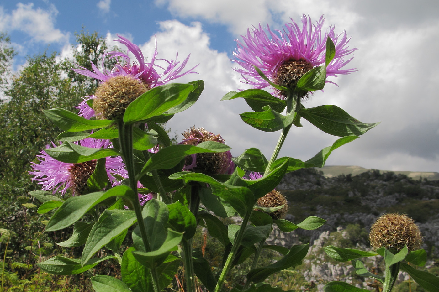 Изображение особи Centaurea alutacea.