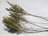 Artemisia taurica