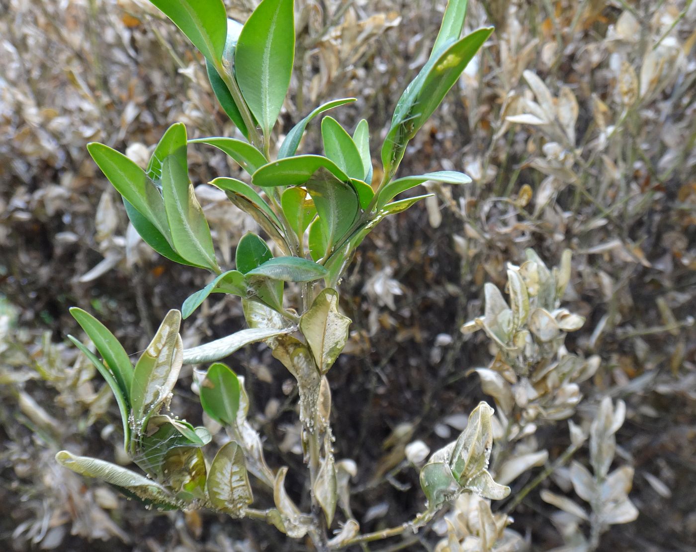 Image of Buxus sempervirens specimen.