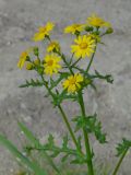 Senecio vernalis