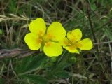 Potentilla erecta